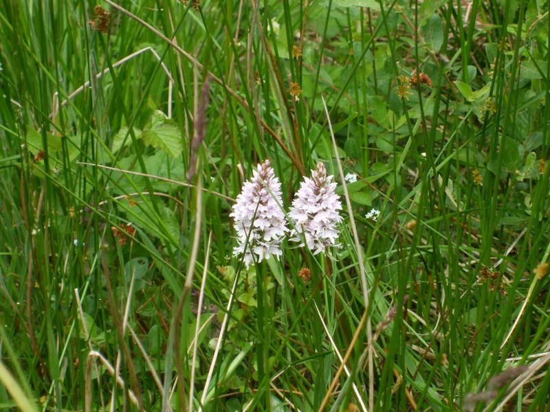 Orchids and Wildflowers At Foxley Wood - geograph.org.uk - 1692035