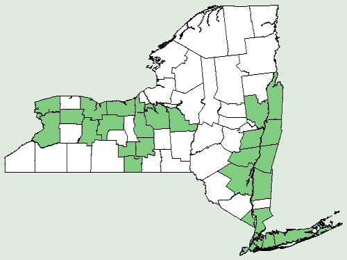 File:Pedicularis lanceolata NY-dist-map.png