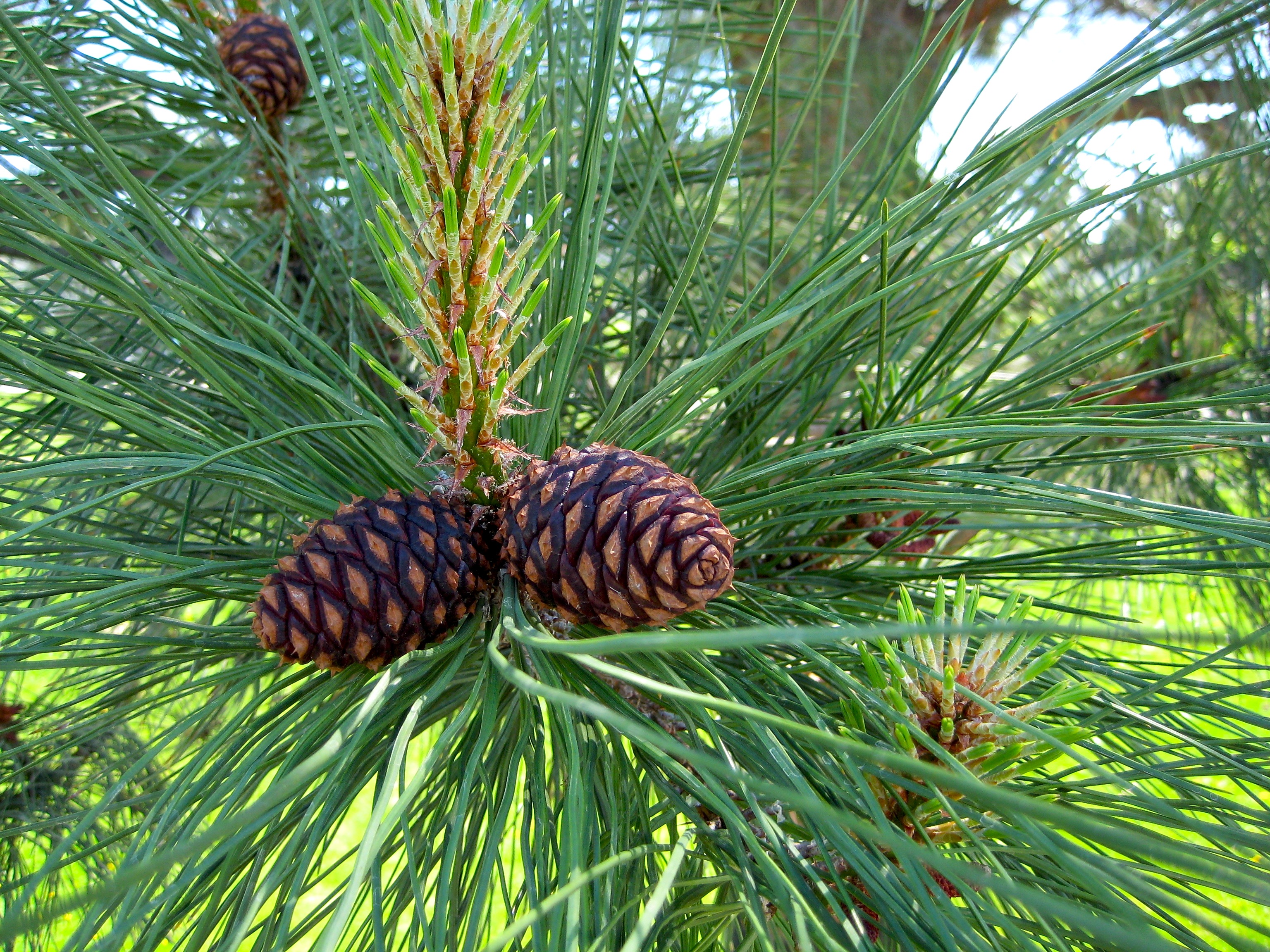 Произрастание преимущественно хвойных деревьев. Пинус Пандероса. Сосна желтая Pinus Ponderosa. Pinus Ponderosa хвоя. Pinus yunnanensis.