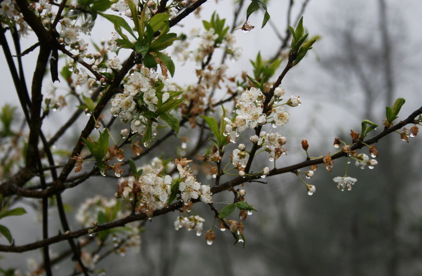 Prunus перевод