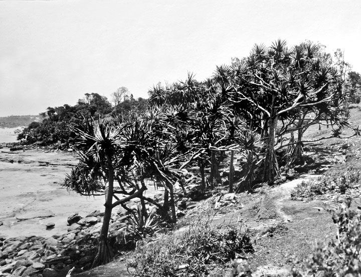 File:Queensland State Archives 1108 Pandanus Trees at Caloundra December 1930.png