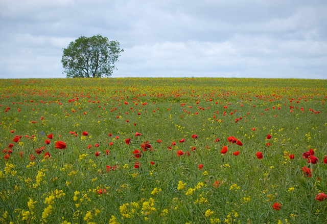 File:Rape and poppies, Leven - geograph.org.uk - 1344049.jpg