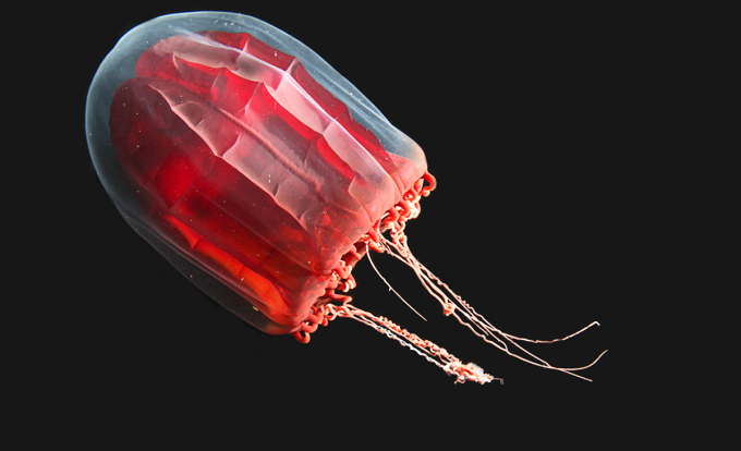 File:Red-paper-lantern-jellyfish-Karen-Osborn-Smithsonian-Institution.png