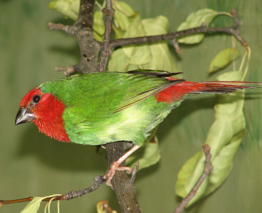 Red-throated parrotfinch httpsuploadwikimediaorgwikipediacommonsee