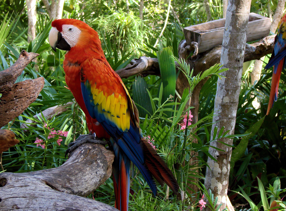 File:Scarlet Macaw (Ara macao) -Coco Reef -Mexico-6.jpg - Wikimedia