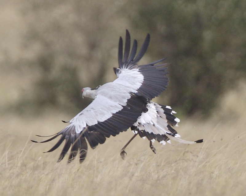 Secretary bird (Sagittarius serpentarius) - Flickr - Lip Kee.jpg