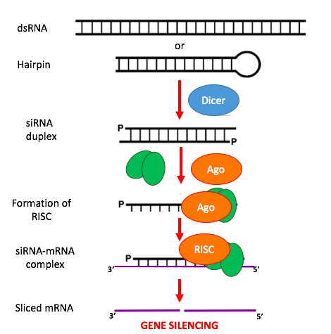 small hairpin rna