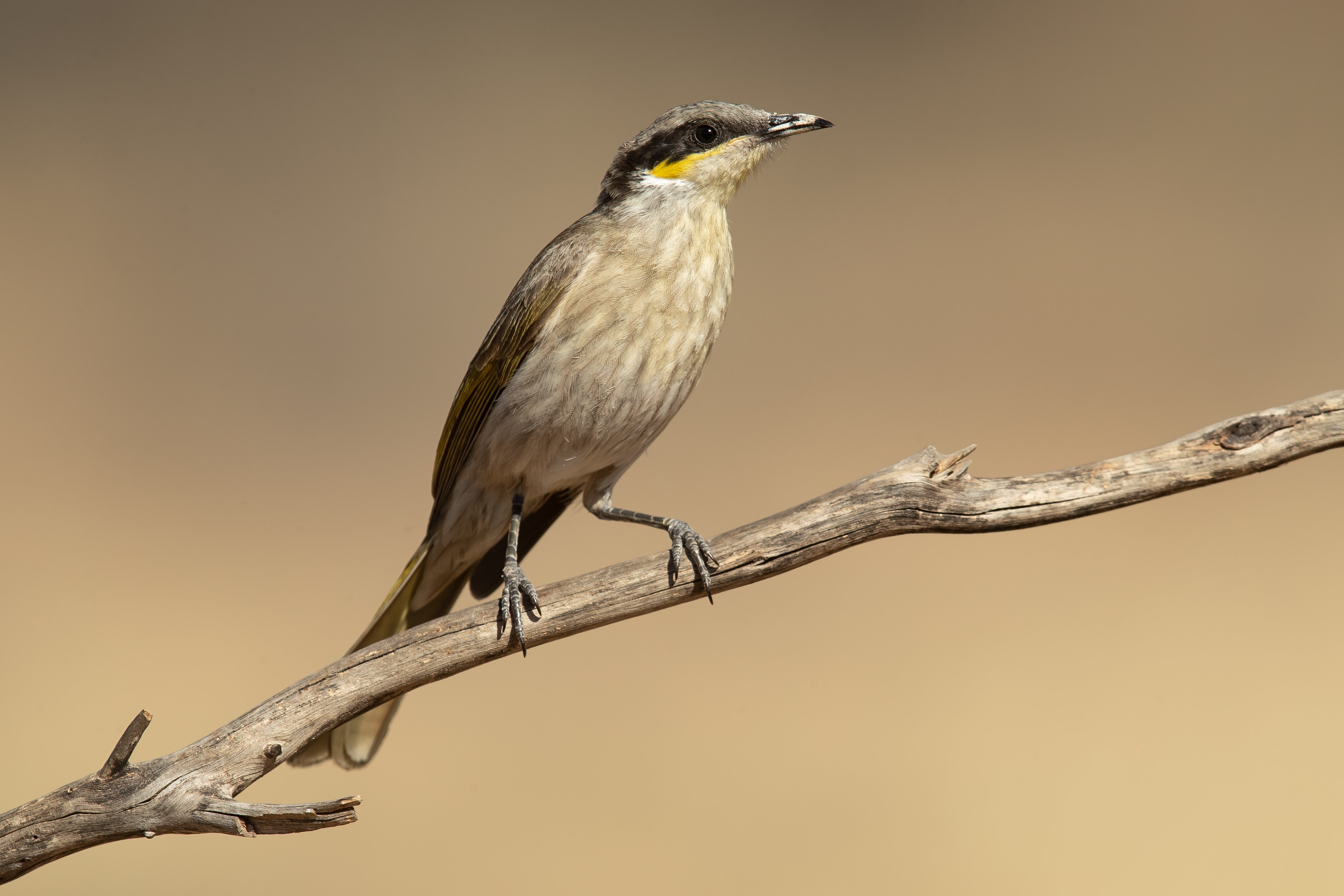 Singing honeyeater - Wikipedia