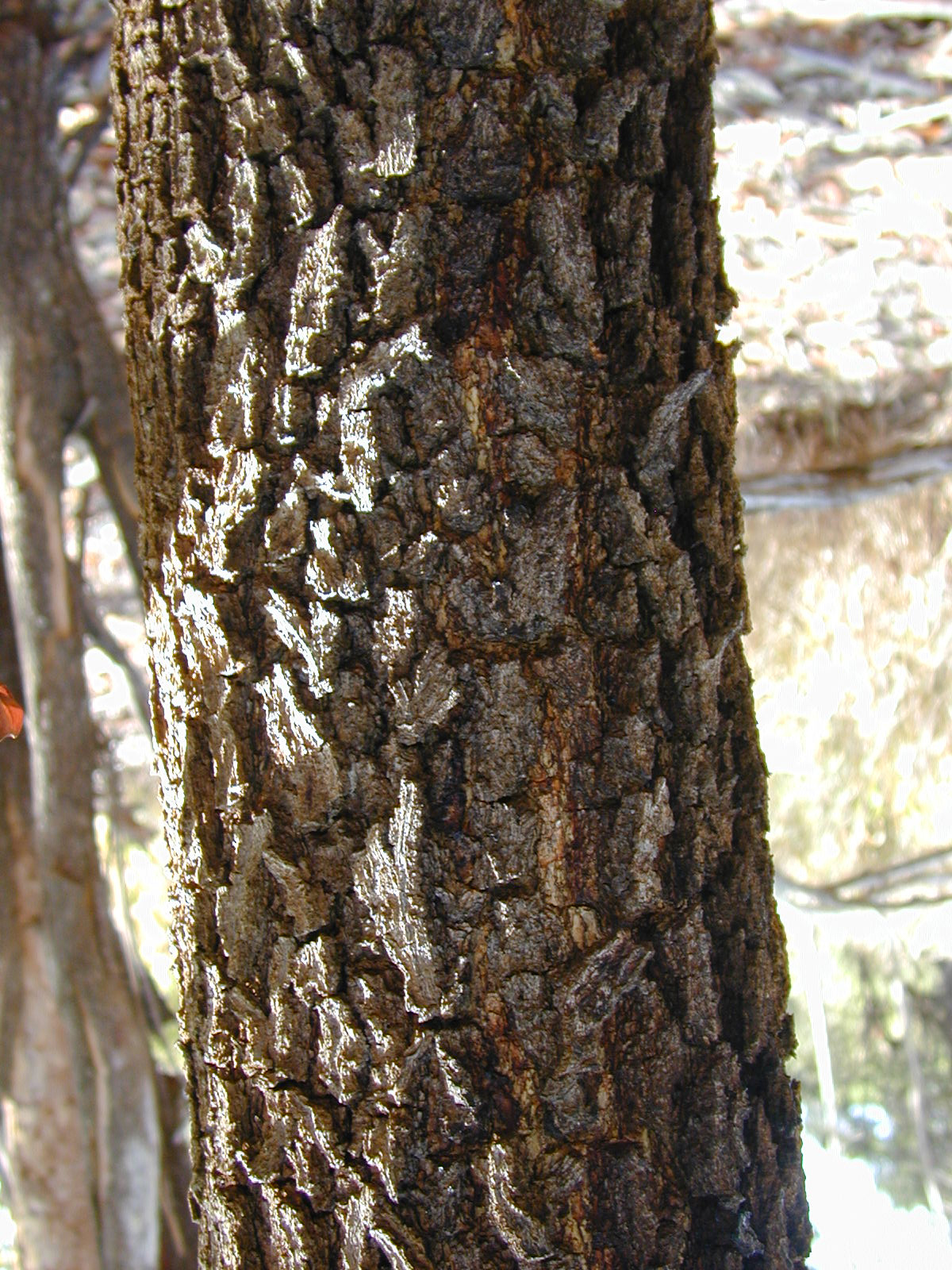 Acacia mangium Wikipedia bahasa Indonesia ensiklopedia 