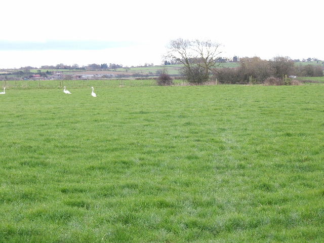 File:Swans near Morley Hall - geograph.org.uk - 698713.jpg