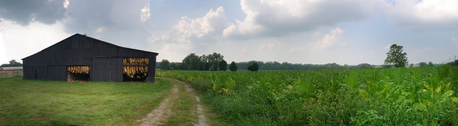 Tobacco Kentucky USA.jpg