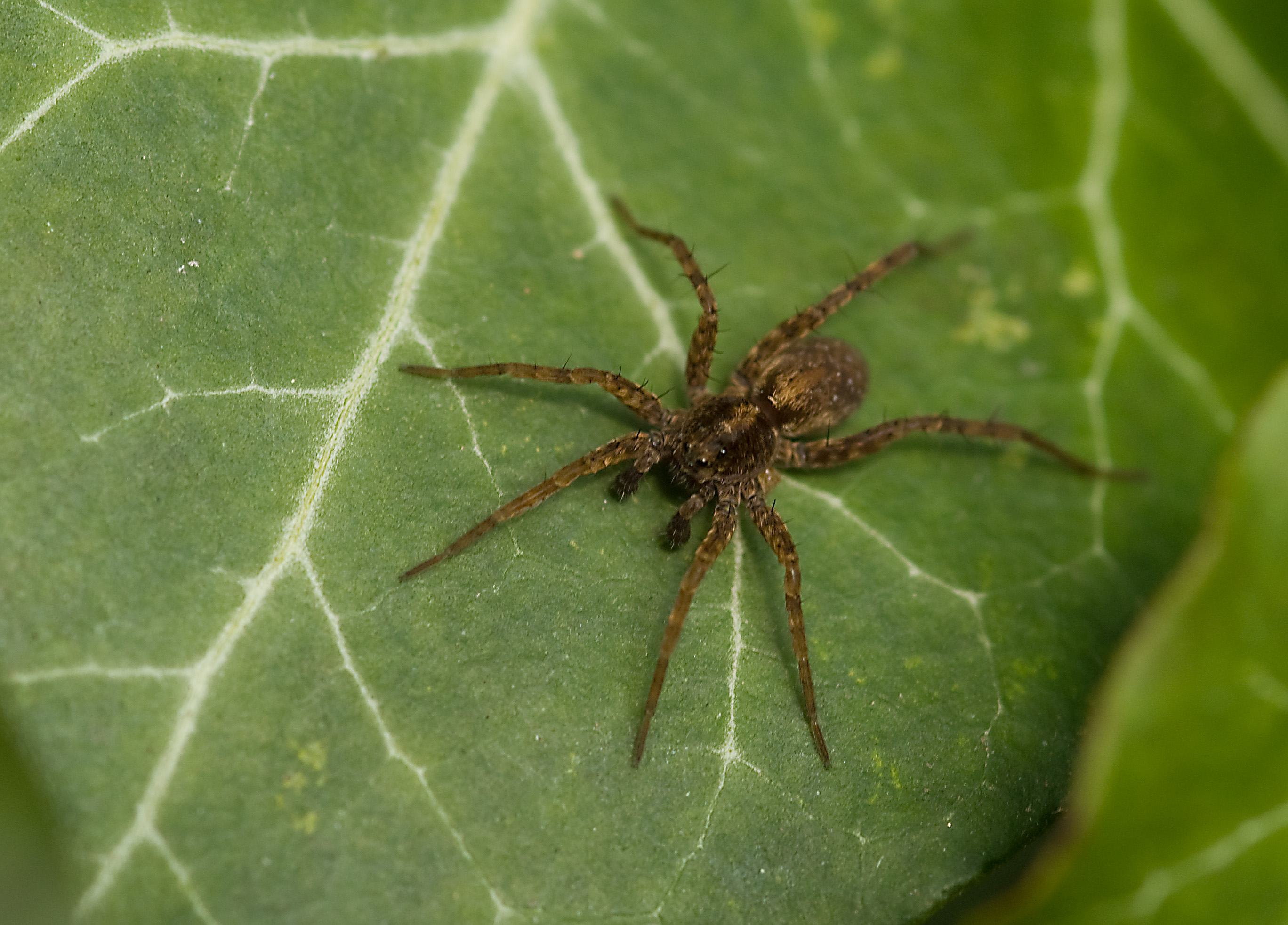 Spiders ii. Паук 2. Spider мм2. Pardosa.