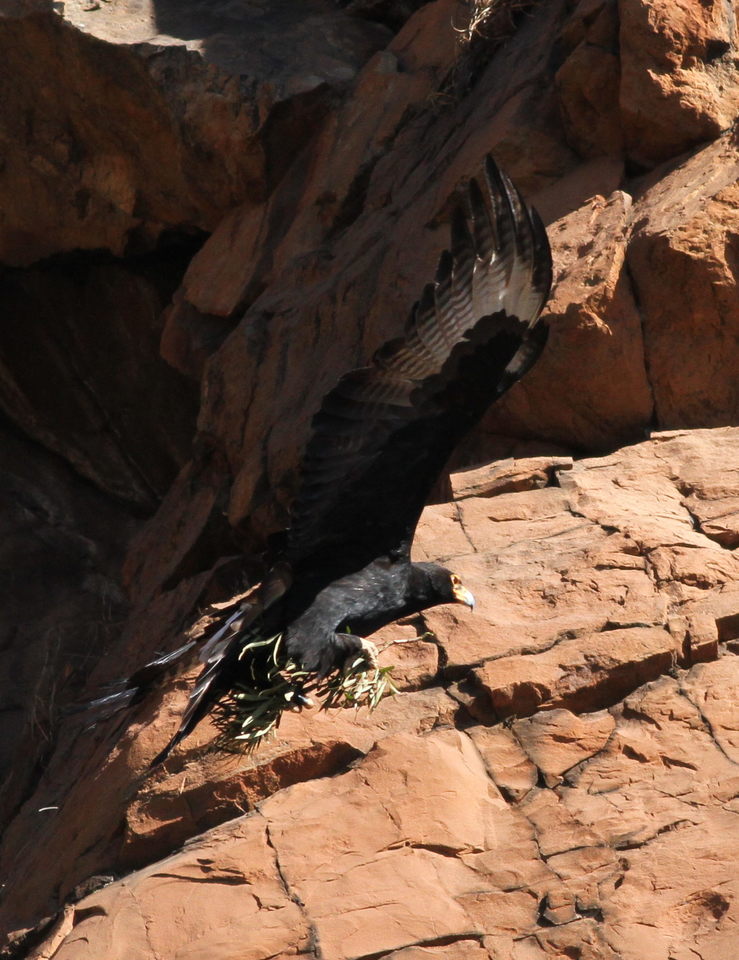 File:Verreaux's Eagle (Black Eagle), Aquila verreauxii bringing baby eagle  nappies to the nest at Walter Sisulu National Botanical Garden,  Johannesburg, South Africa (14754964153).jpg - Wikimedia Commons