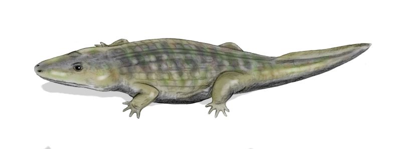 File:Wetlugasaurus BW.jpg