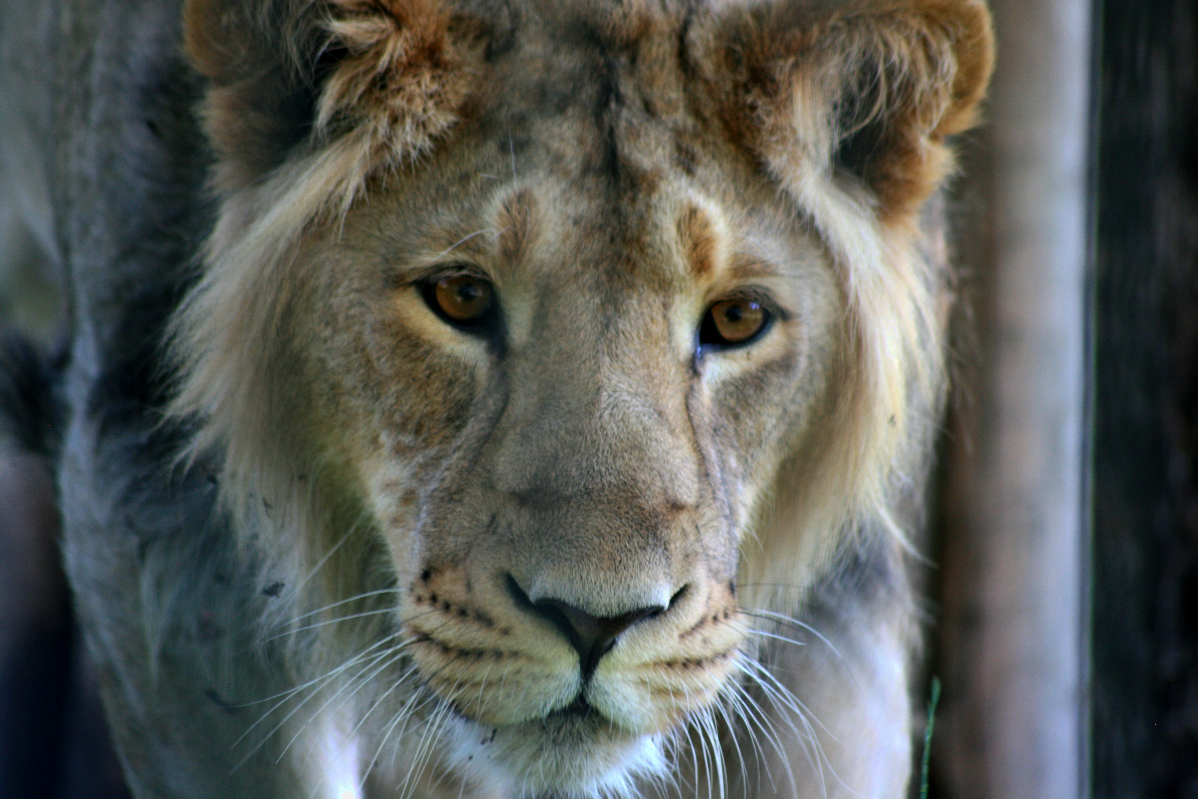 Лев 9. Азиатский Лев. Азиатский Лев львы. Сингальский Лев. Panthera Leo persica.