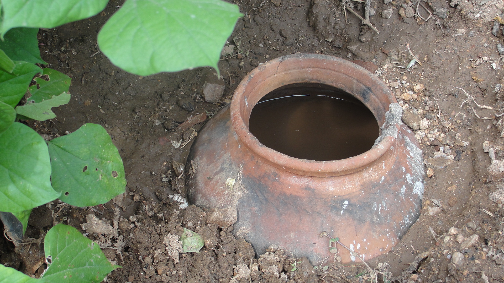 Olla for the Plants Irrigation Pot 