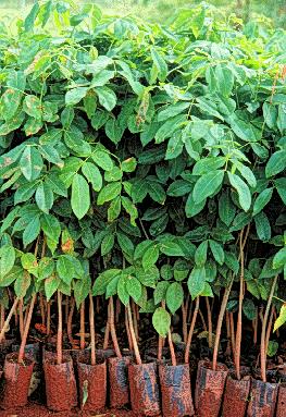 File:A tree nursery in the Democratic Republic of Congo (6312269653).jpg