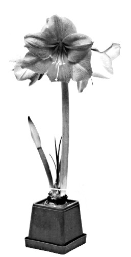 File:Amaryllis (PSF).jpg