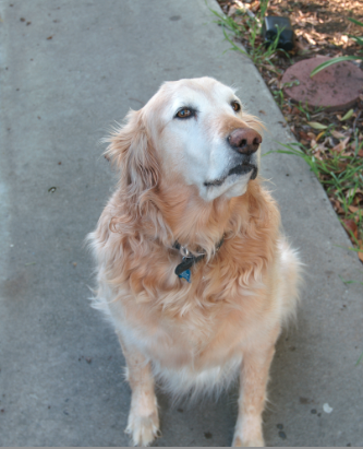 File:AmericanGoldenRetriever.png