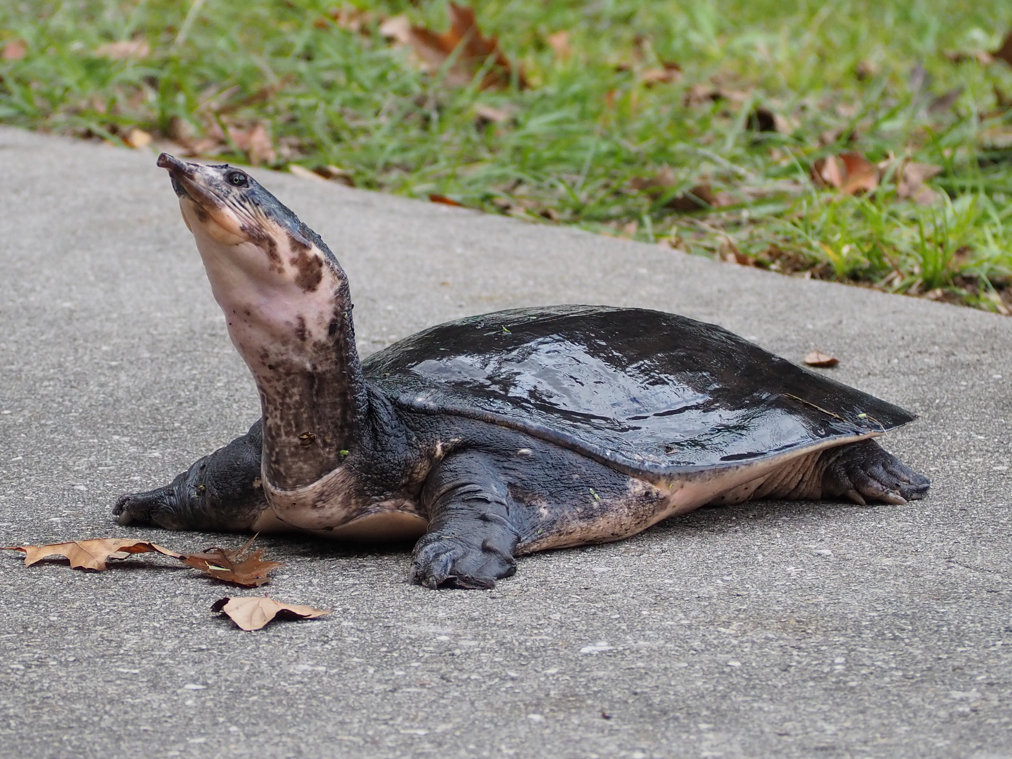 Florida softshell turtle - Wikipedia