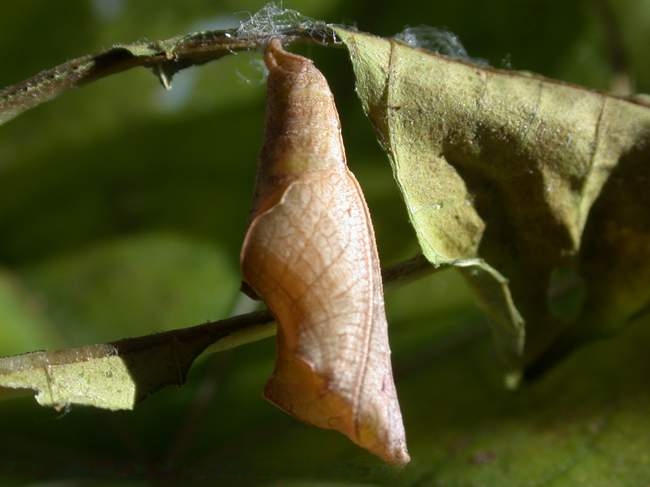 File:Ariadnemerione pupa sec.jpg