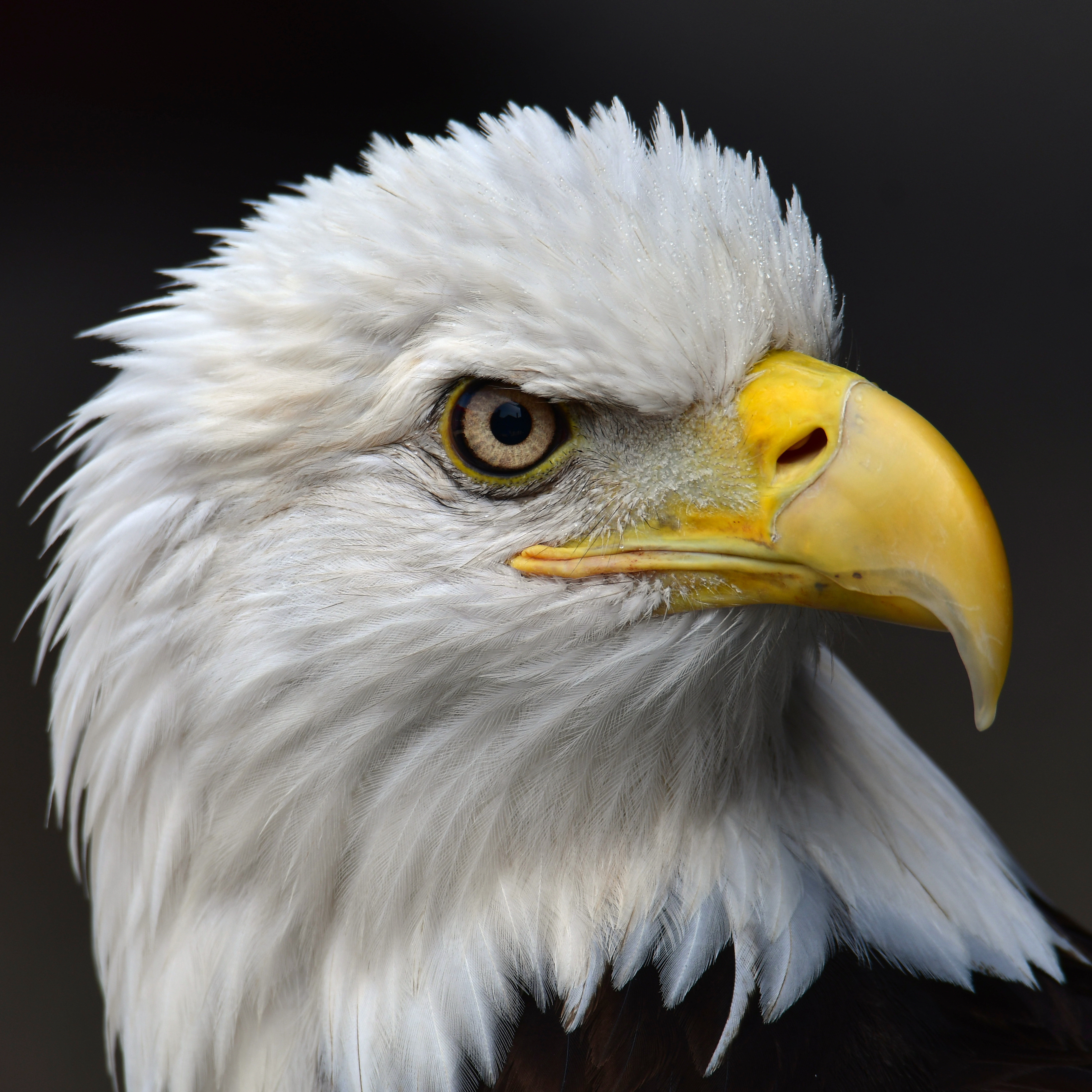 File:Bald eagle head closeup.jpg - Wikimedia Commons