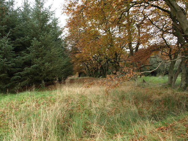 File:Beech Trees - geograph.org.uk - 1033887.jpg