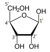 β-d-Ribofuranose