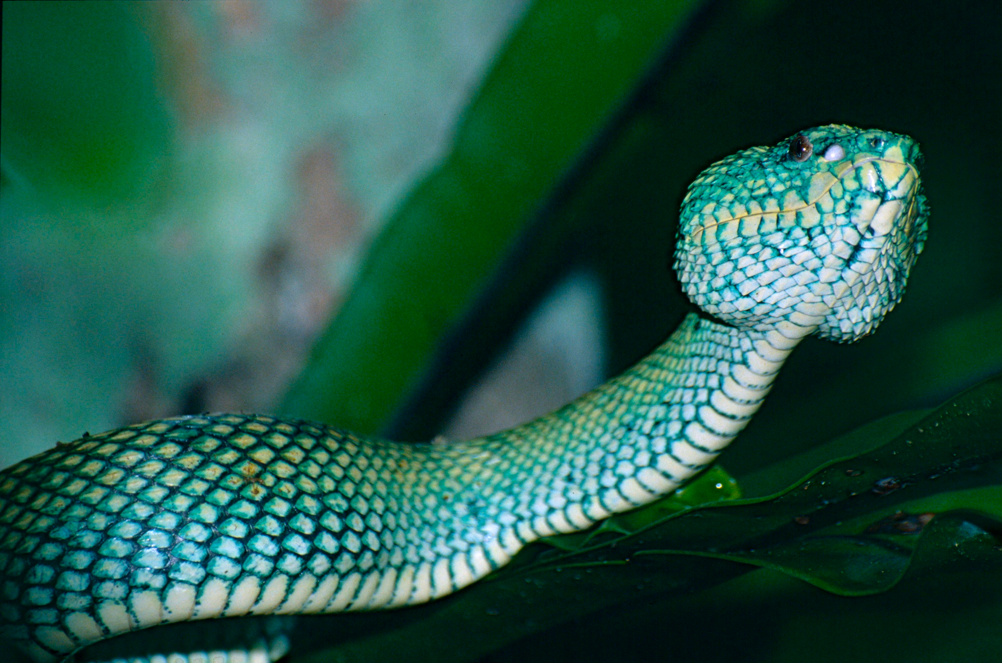 4 змеи. Tropidolaemus subannulatus. Кепка Pit Viper. Pit Viper 2000. Патриот Вайпер змея.