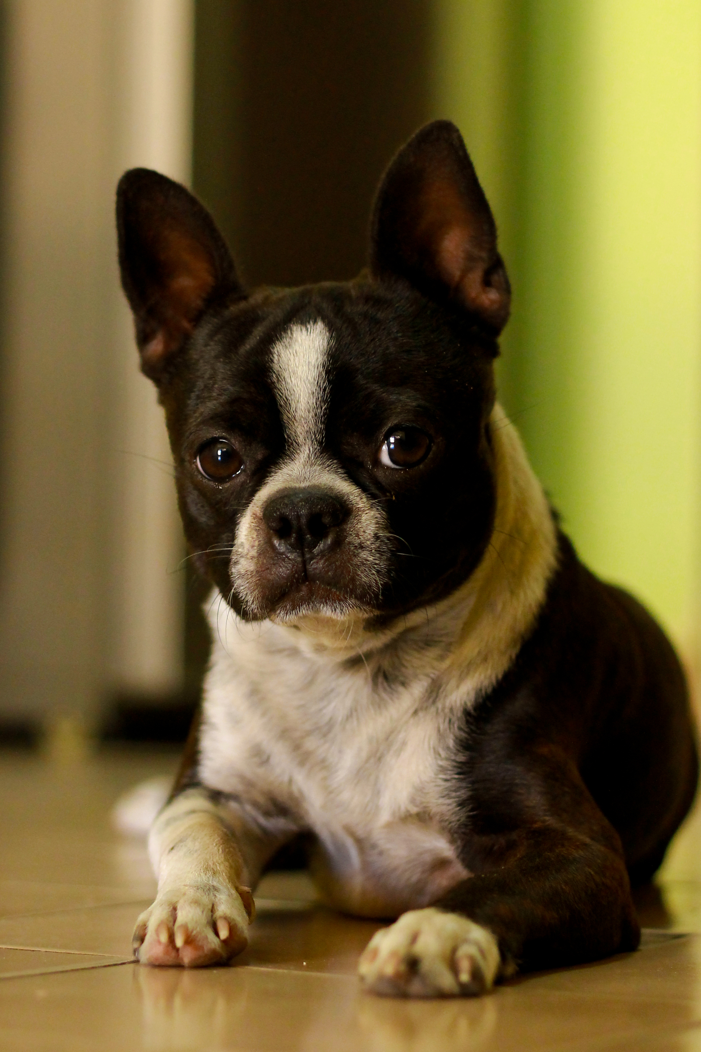 are boston terriers a bully breed