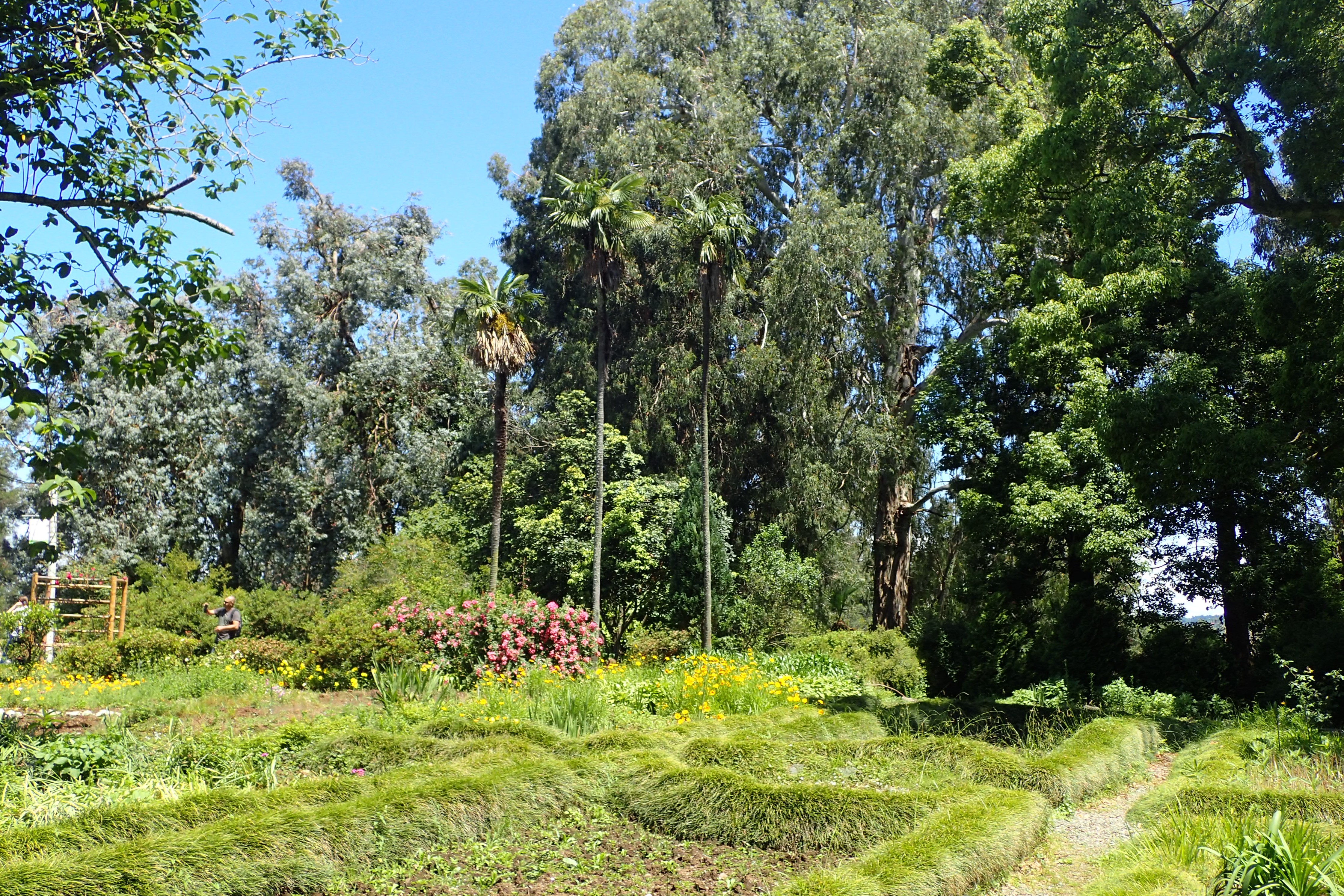 Gardens батуми. Ботанический сад Батуми. Батуми Ботанический сад декабрь. Tropical Garden Батуми. Ботанический сад Батуми в октябре.