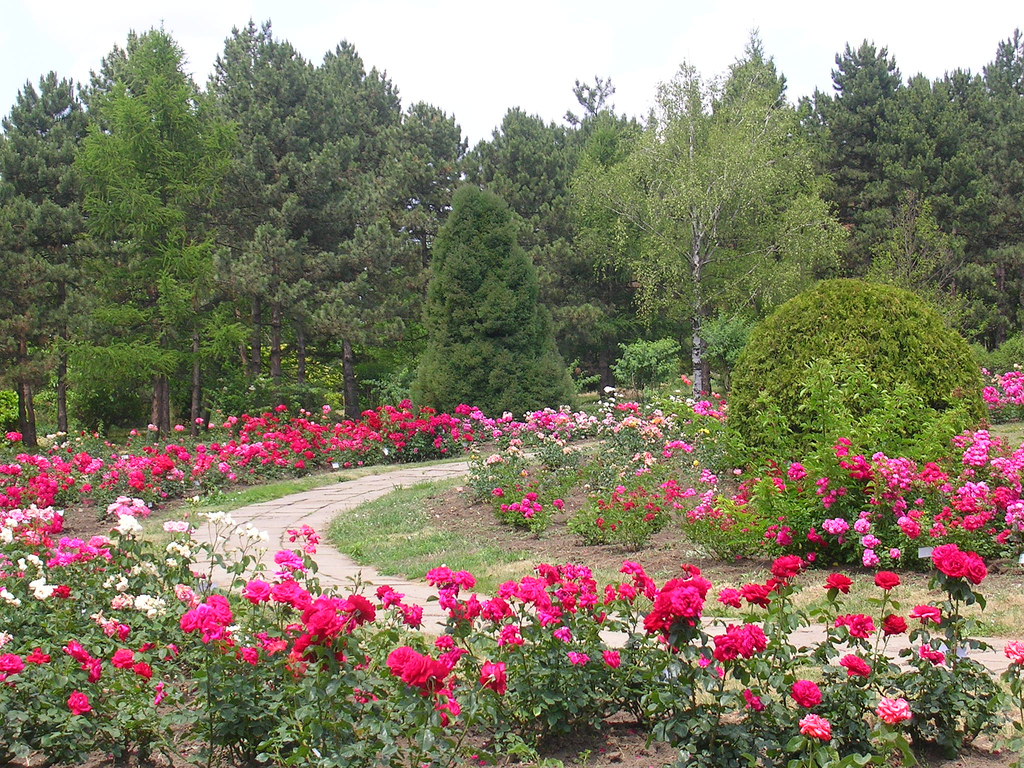 Роза санкт петербург фото