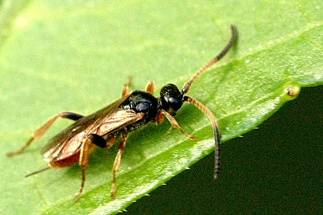 File:Braconid.-.lindsey.jpg