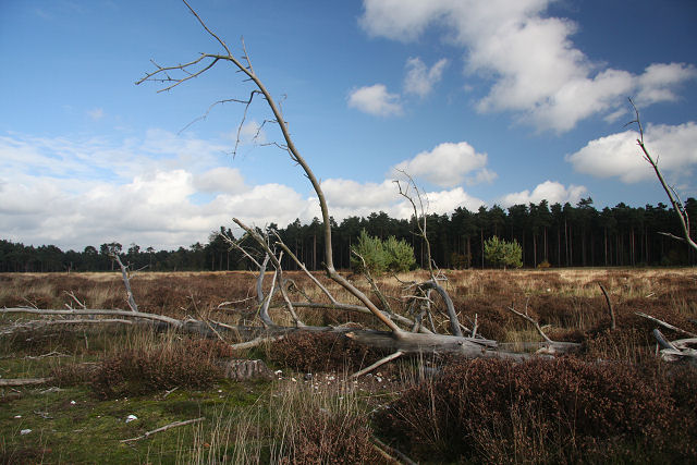 File:Brandon Park Heath - geograph.org.uk - 1011845.jpg