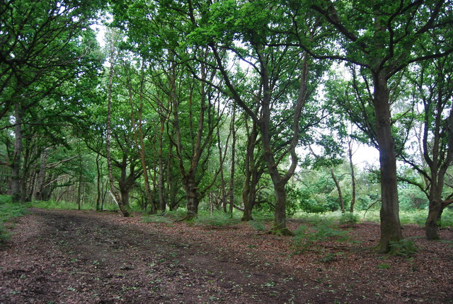 File:Bridleway, Shere Heath - geograph.org.uk - 3175379.jpg