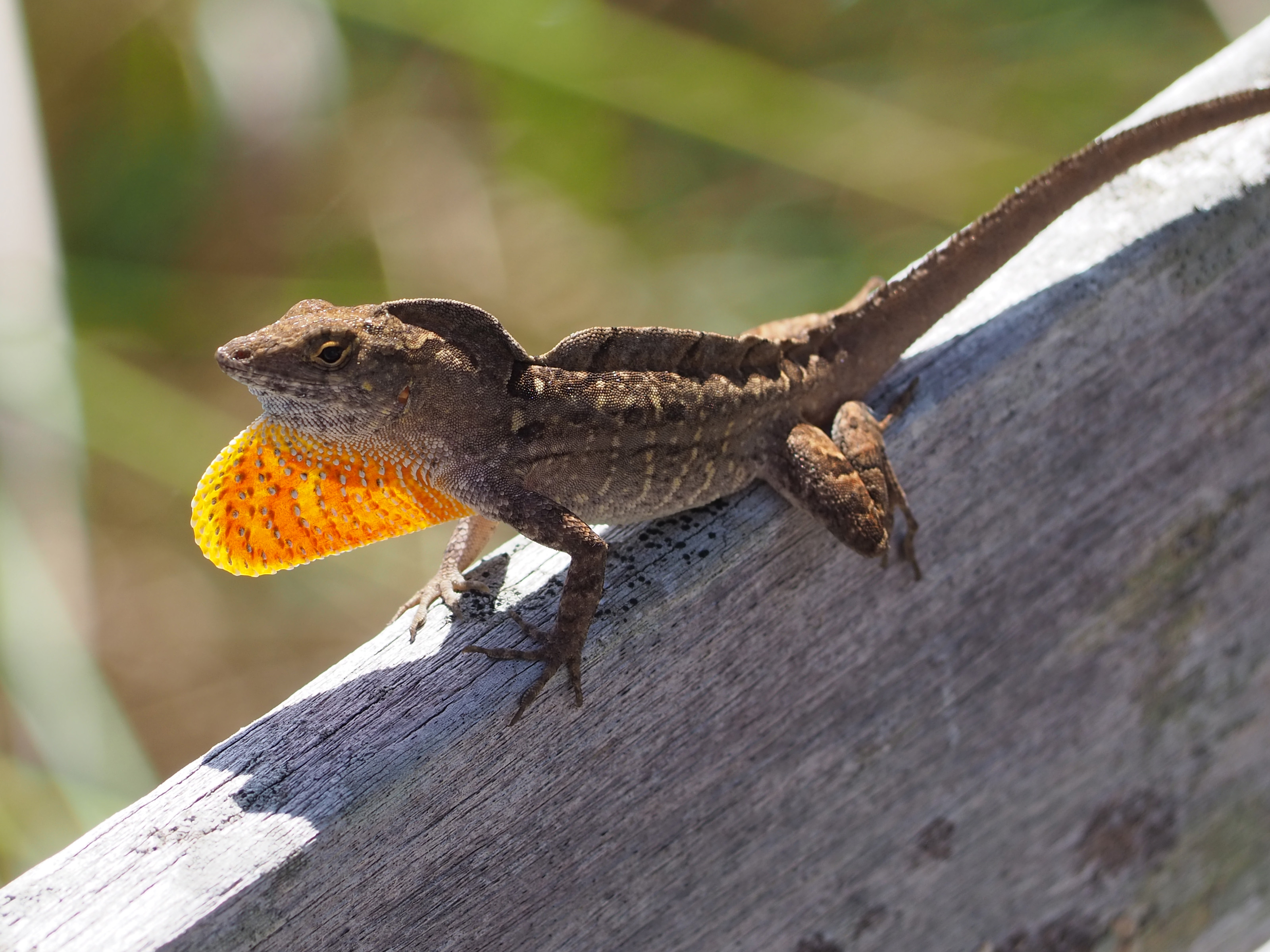 Are Geckos Poisonous to Cats? Find out the Hidden Dangers Now!