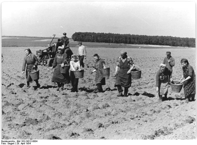 File:Bundesarchiv Bild 183-24312-0004, LPG Peritz, Kartoffellege.jpg