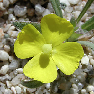 <i>Camissoniopsis pallida</i> Species of flowering plant
