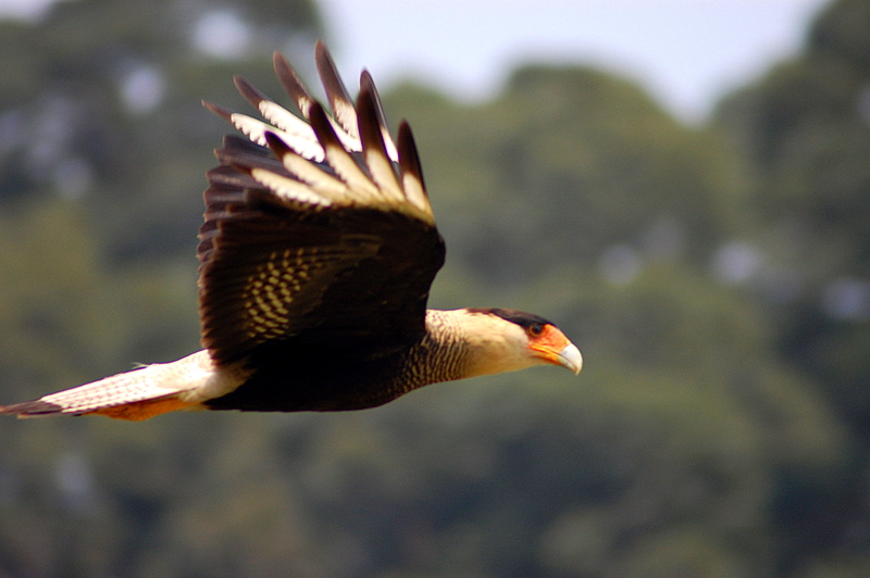 File:Caracara plancus-3.jpg