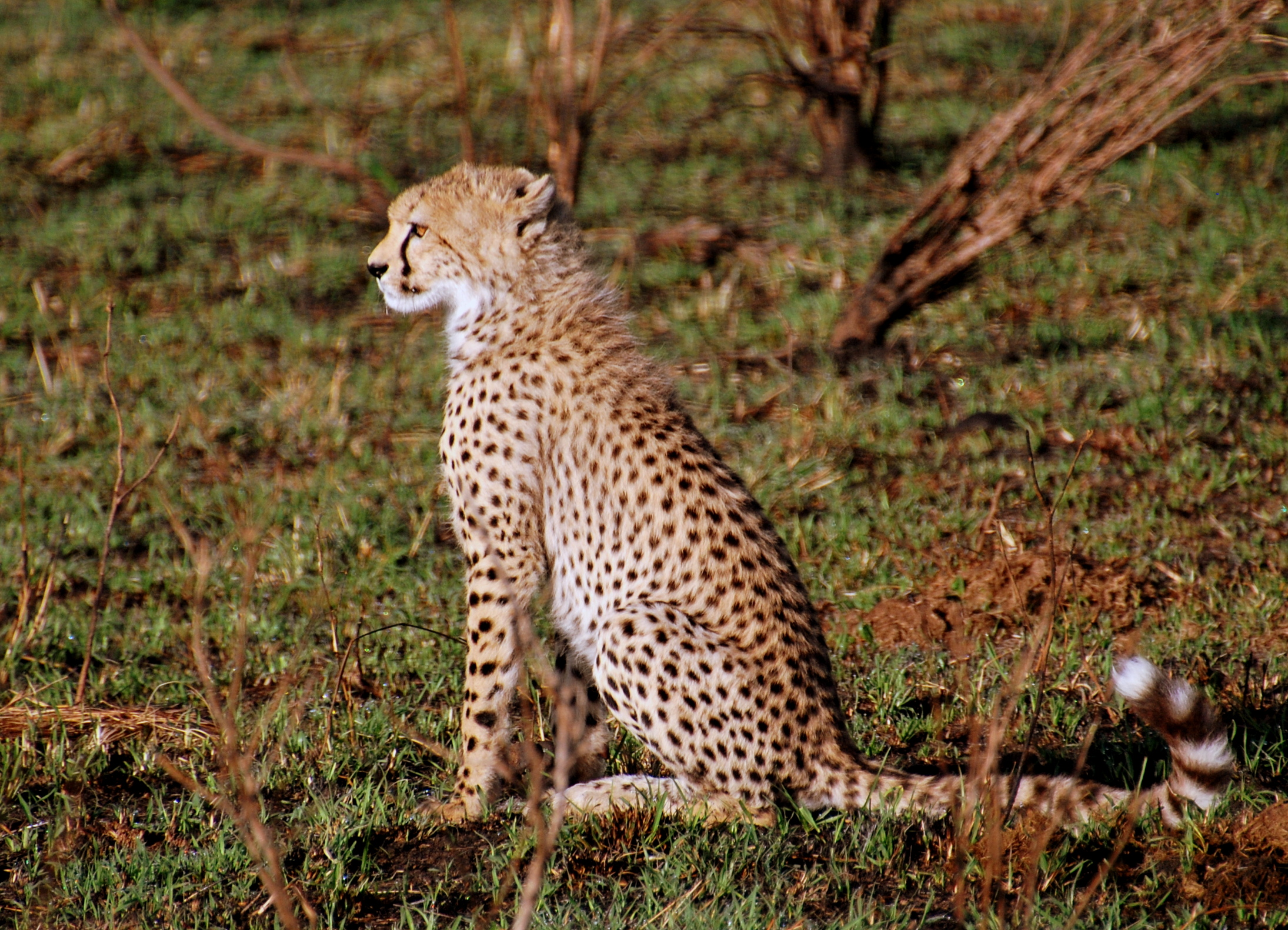 Cheetah cub (8462532765).jpg. 