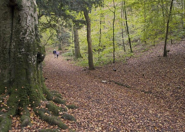 Cleeve Wood - geograph.org.uk - 277091