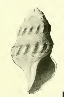 <i>Cryptogemma calypso</i> Species of gastropod
