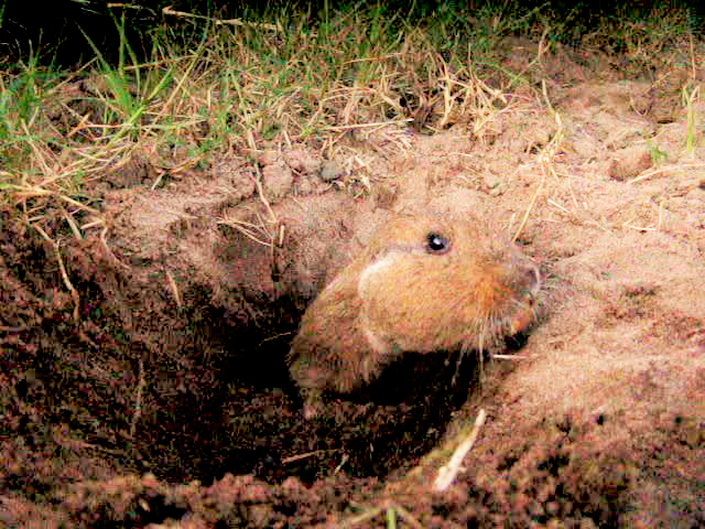 The average litter size of a Collared tuco-tuco is 2