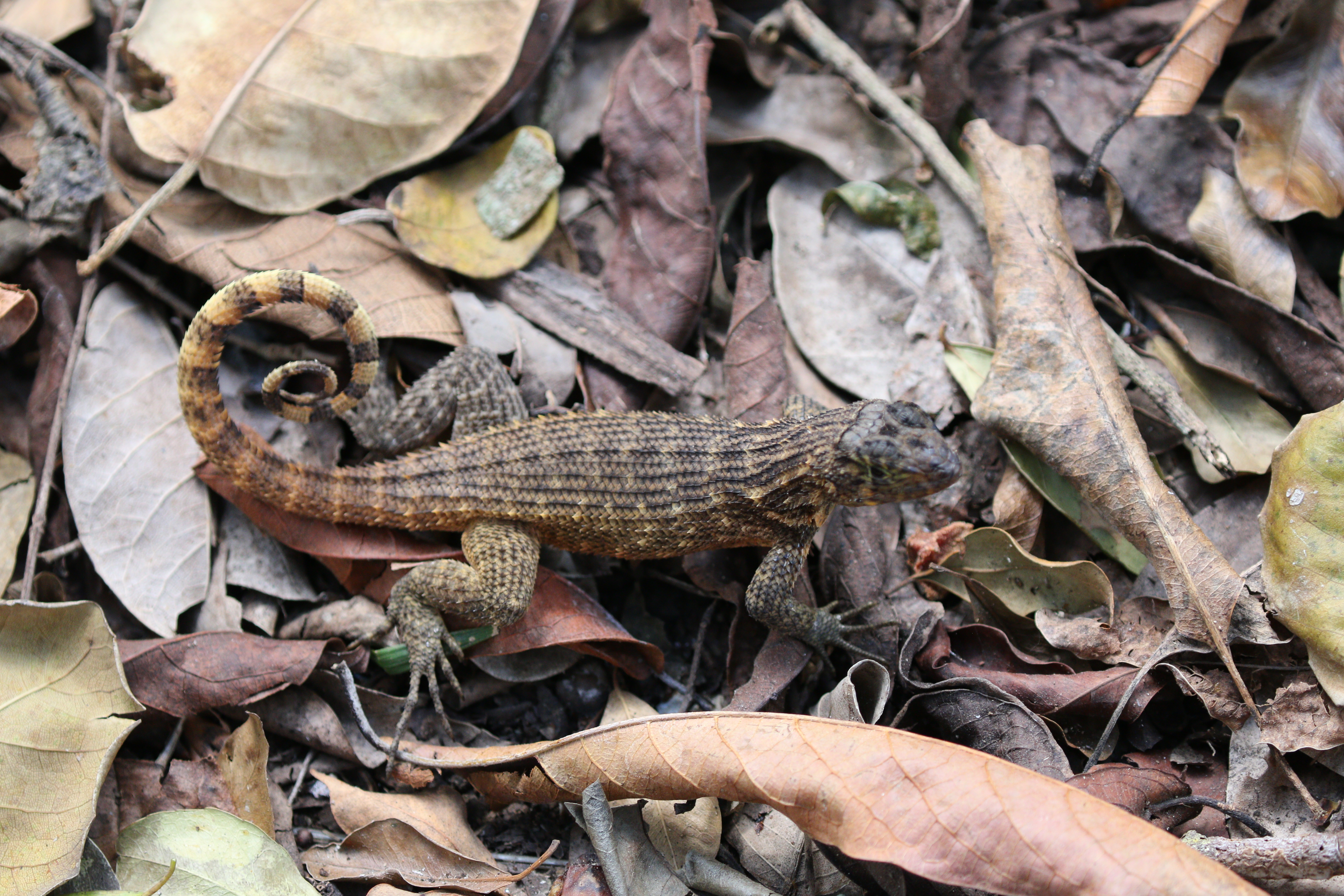 Leiocephalus carinatus - Wikipedia