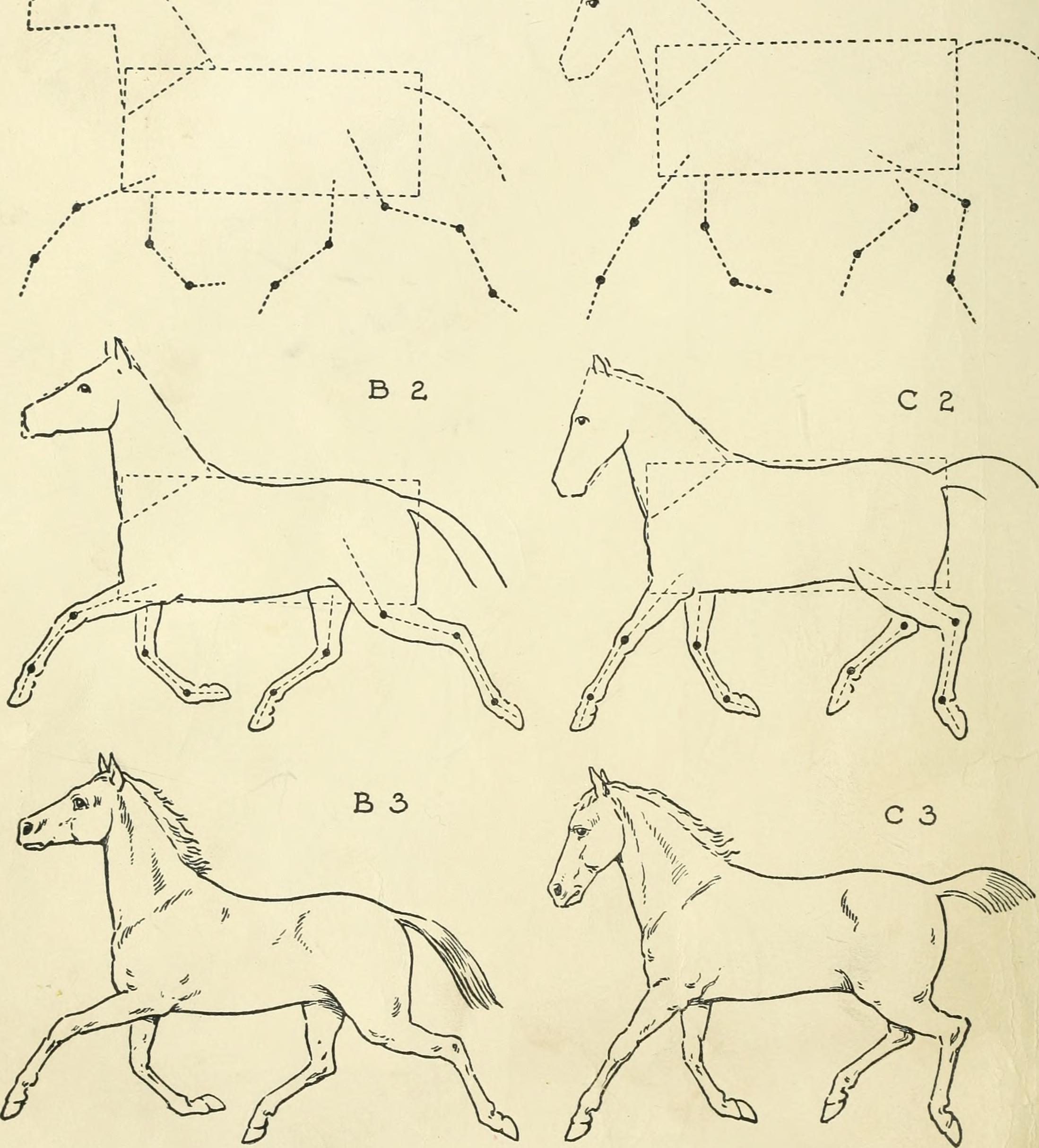 Схема поэтапного рисования коней