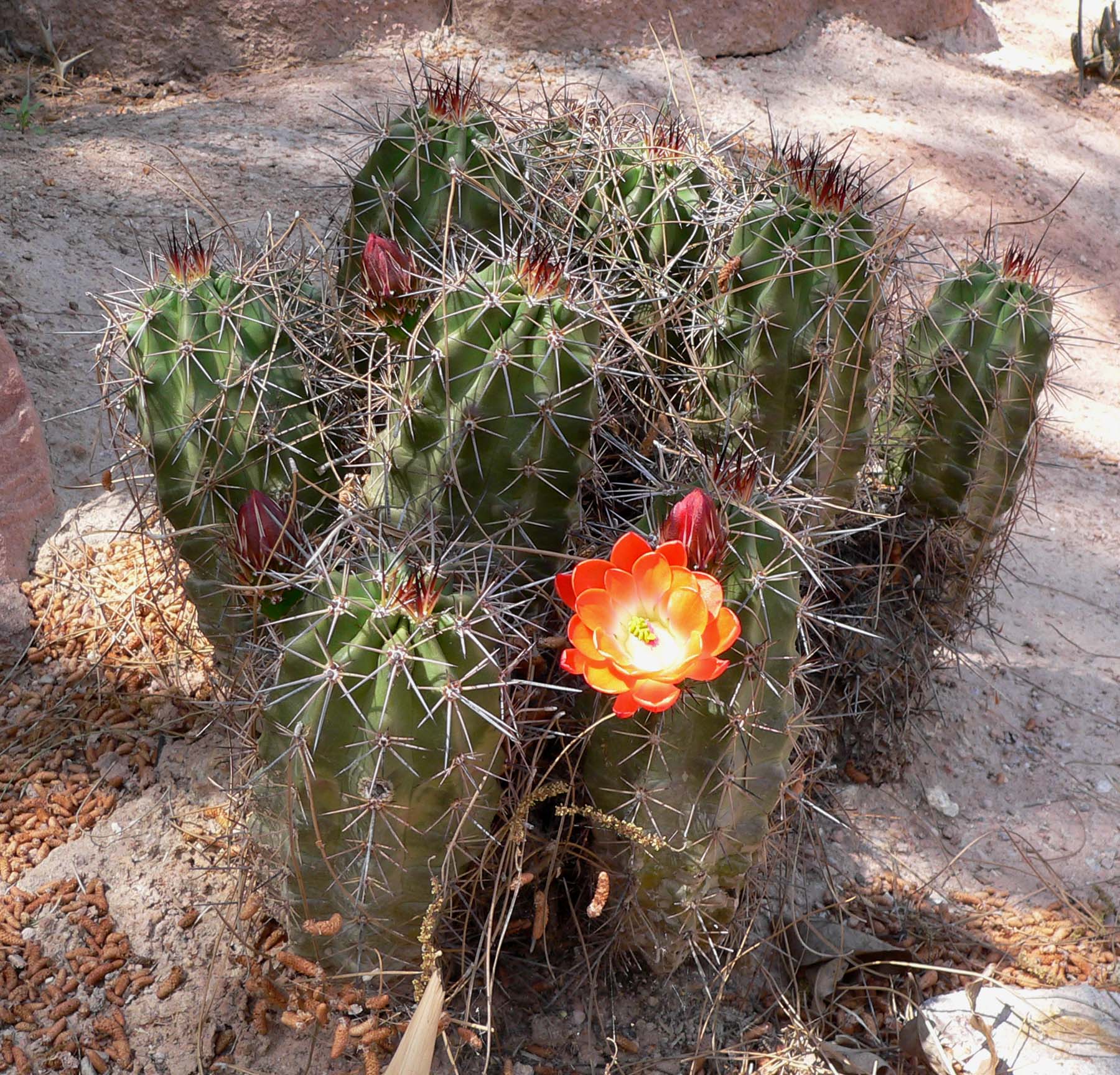 Image result for Echinocereus triglochidiatus