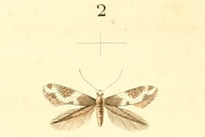<i>Elachista squamosella</i> Species of moth