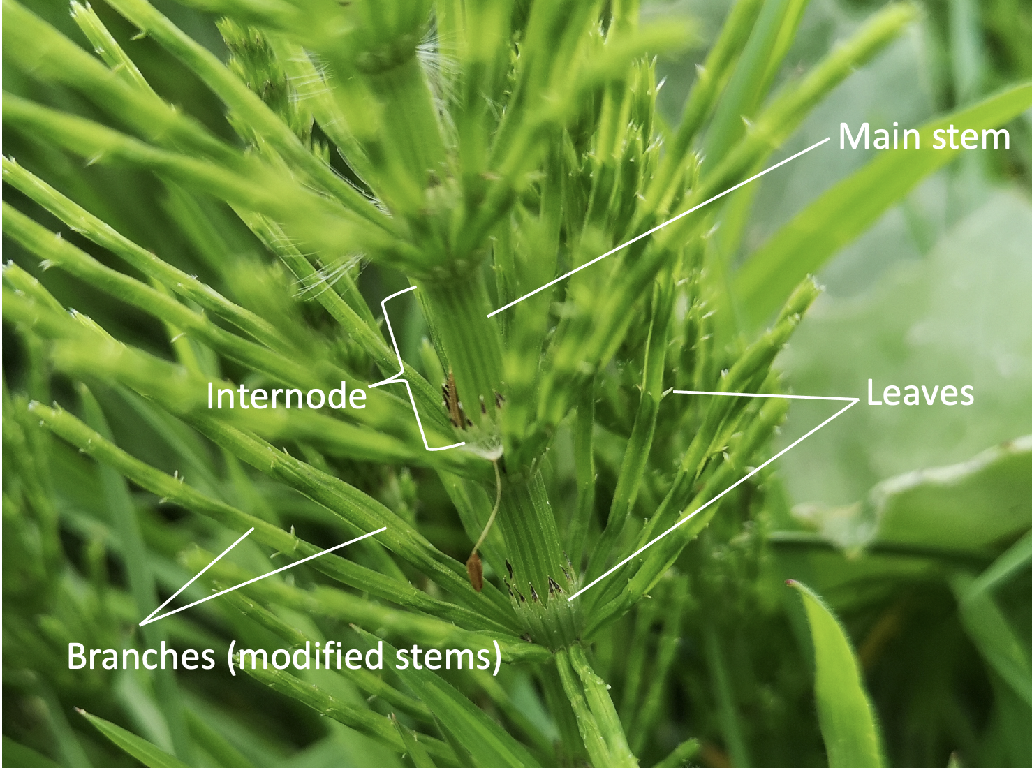 horsetails diagram