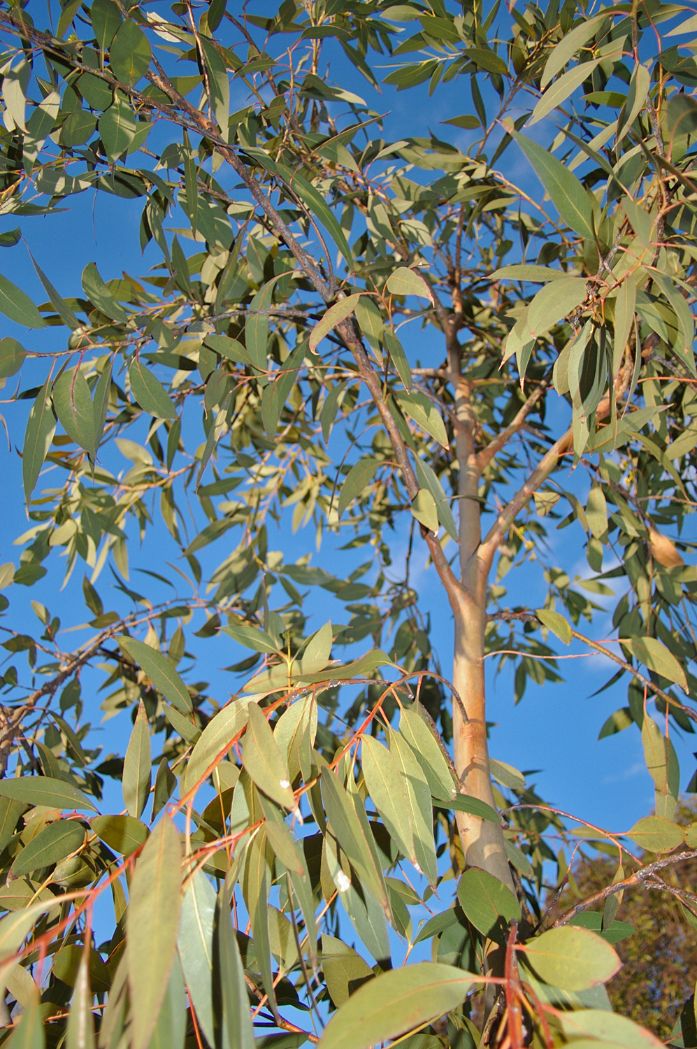 Plano Malentendido opción Eucalyptus dives - Wikipedia, la enciclopedia libre