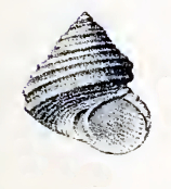 <i>Eurytrochus strangei</i> Species of gastropod